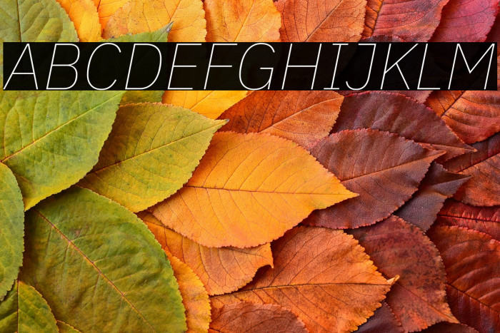 IBM Plex Sans Thin Italic Example 1