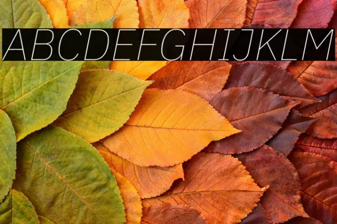 IBM Plex Sans Thin Italic Example 1