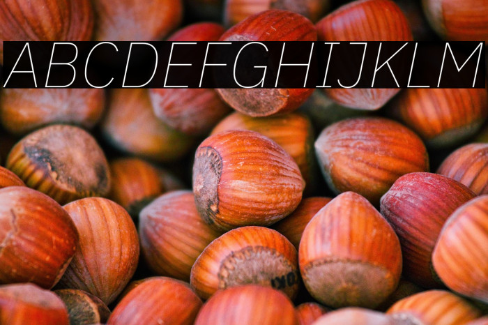 IBM Plex Sans Thin Italic Example 2