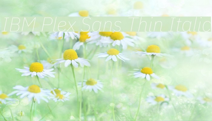 IBM Plex Sans Thin Italic Font examples