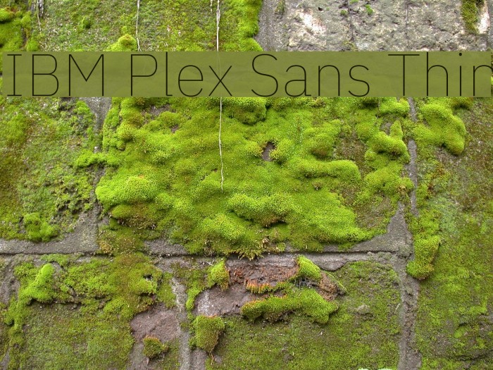 IBM Plex Sans Thin Font examples