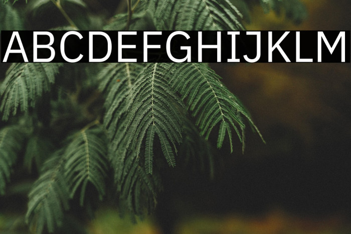 IBM Plex Sans Example 2