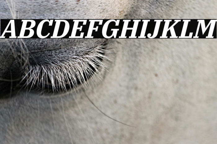 IBM Plex Serif Bold Italic Example 3