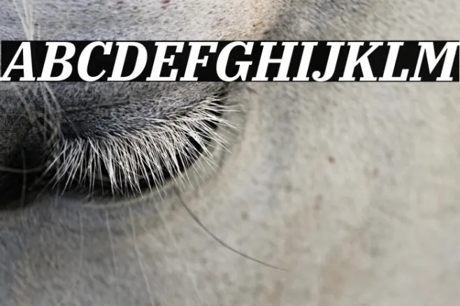 IBM Plex Serif Bold Italic Example 3