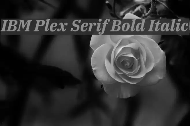 IBM Plex Serif Bold Italic Font examples