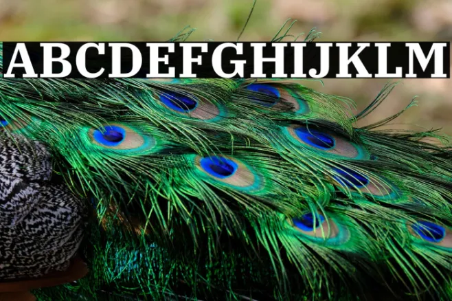 IBM Plex Serif Bold Example 2