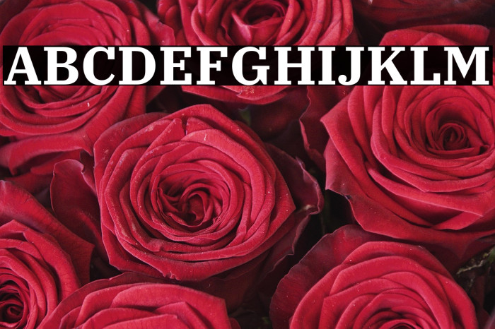 IBM Plex Serif Bold Example 3