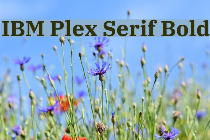 IBM Plex Serif Bold Font examples