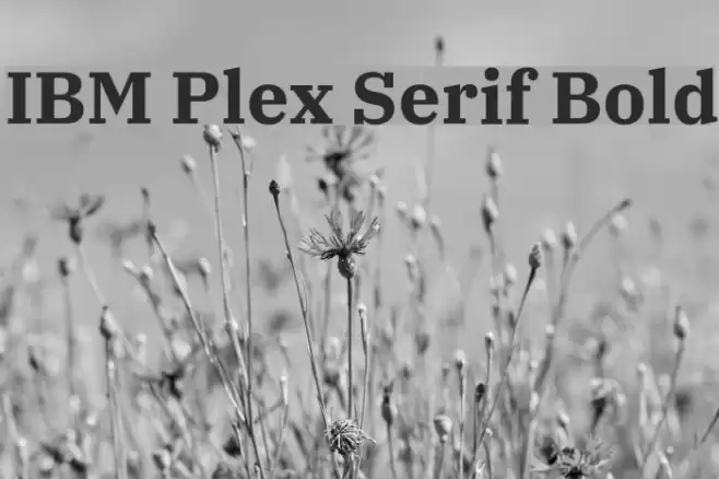 IBM Plex Serif Bold Font examples