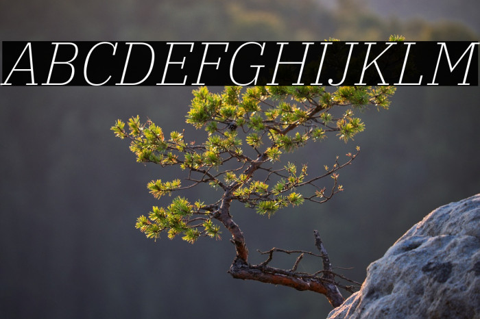 IBM Plex Serif ExtraLight Italic Example 3