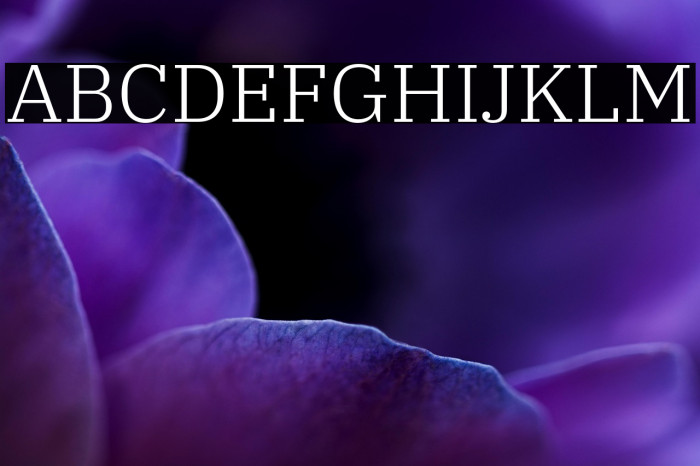 IBM Plex Serif Light Example 1