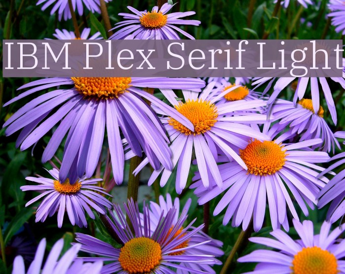 IBM Plex Serif Light Font examples