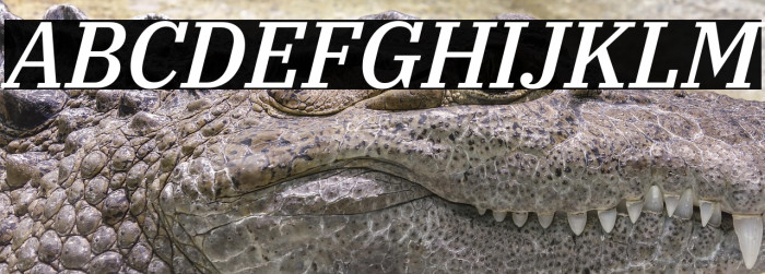 IBM Plex Serif Medium Italic Example 2