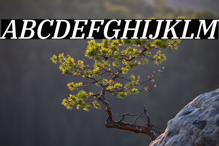 IBM Plex Serif Medium Italic Example 3