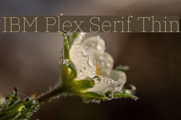 IBM Plex Serif Thin フォント examples