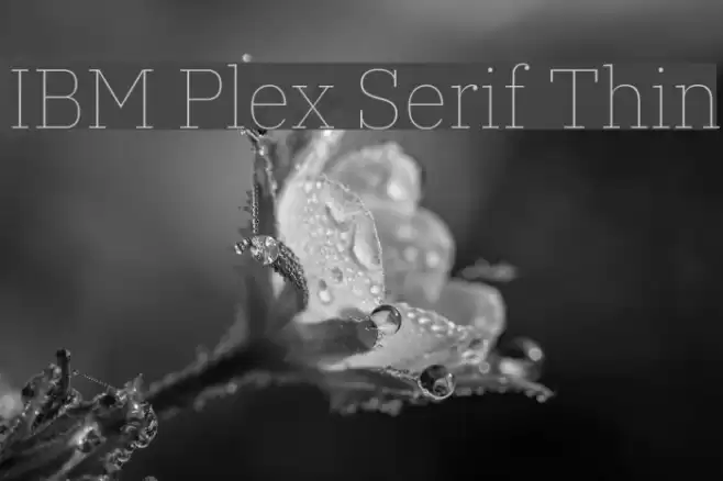 IBM Plex Serif Thin Font examples