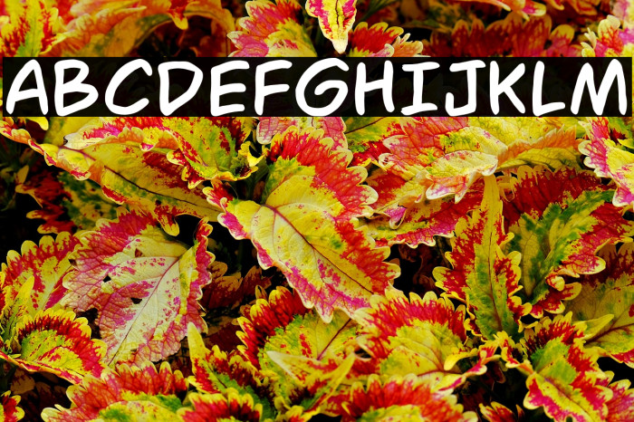 IBSHagioGraphics Example 1