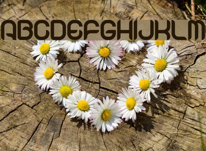 ibiscus Font examples