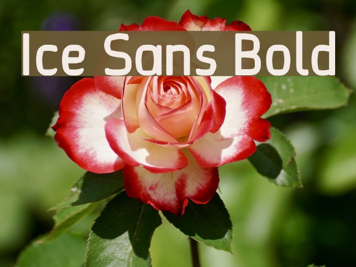 Ice Sans Bold Font examples