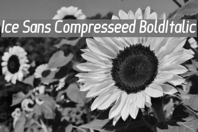 Ice Sans Compresseed BoldItalic Font examples