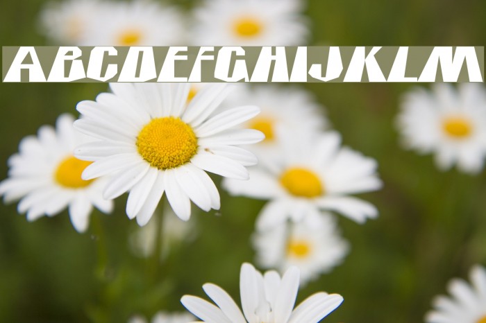 IcicleCountry Font examples