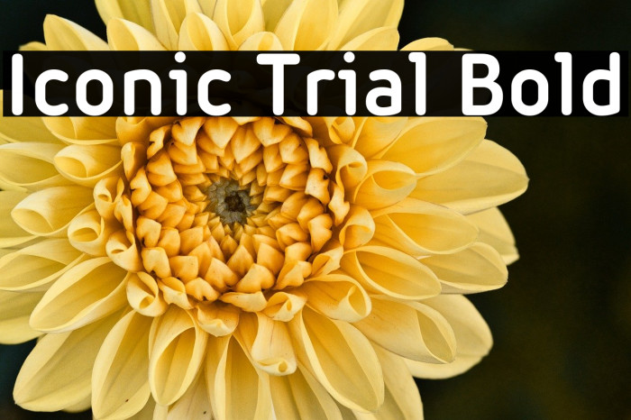 Iconic Trial Bold Example 1
