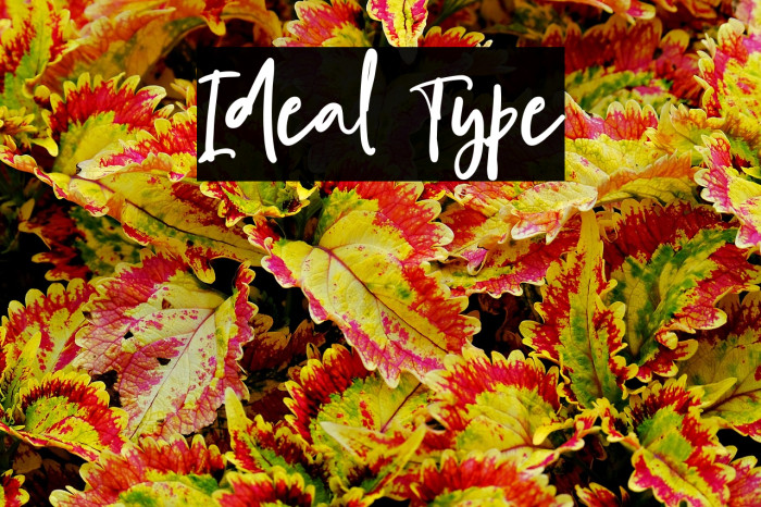 Ideal Type Example 3