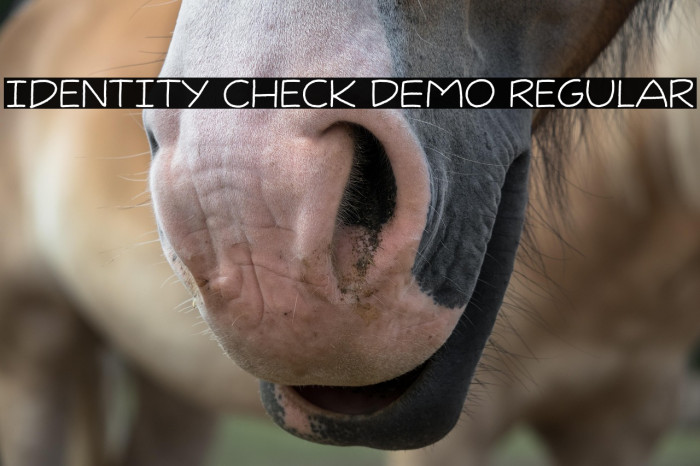 Identity Check DEMO Regular Example 1