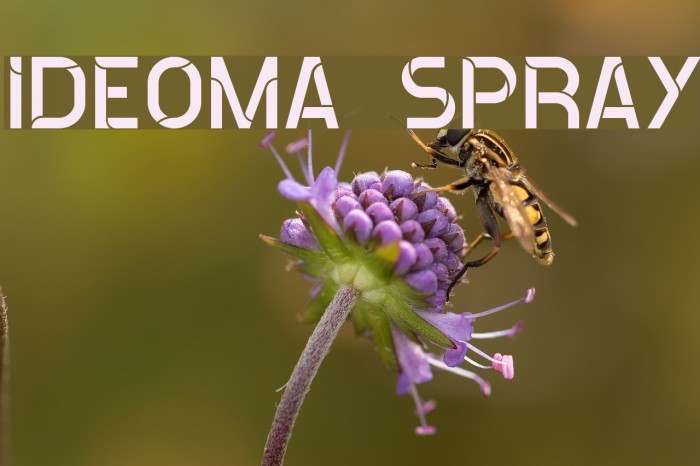 ideoma SPRAY Example 1