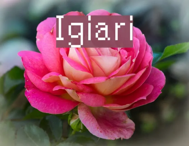 Igiari Example 2