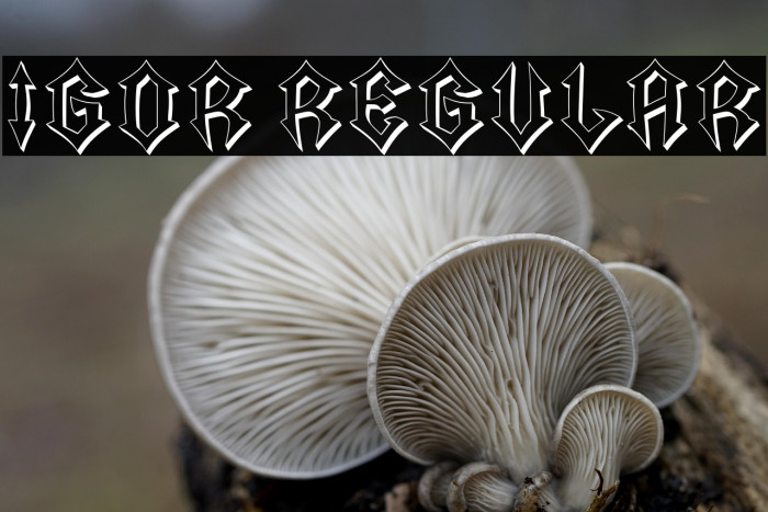 Igor Regular Example 1