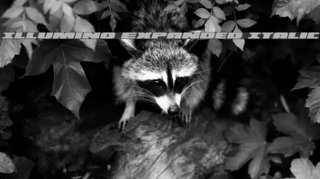 Illumino Expanded Italic Font examples