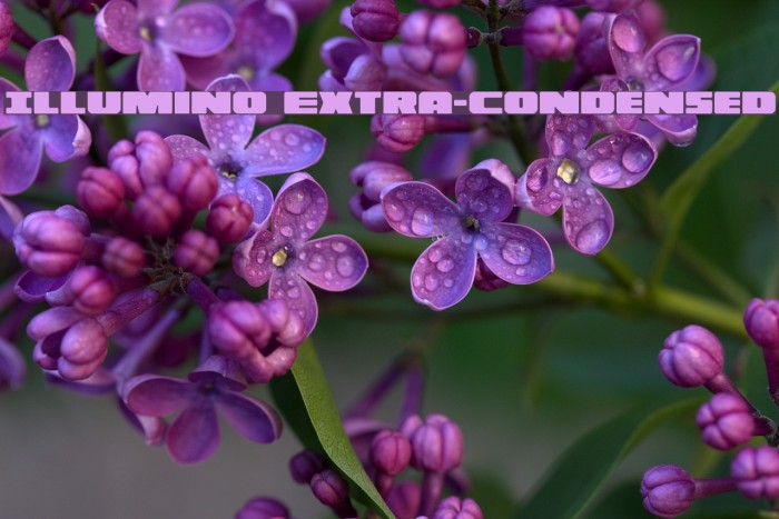 Illumino Extra-Condensed Font examples