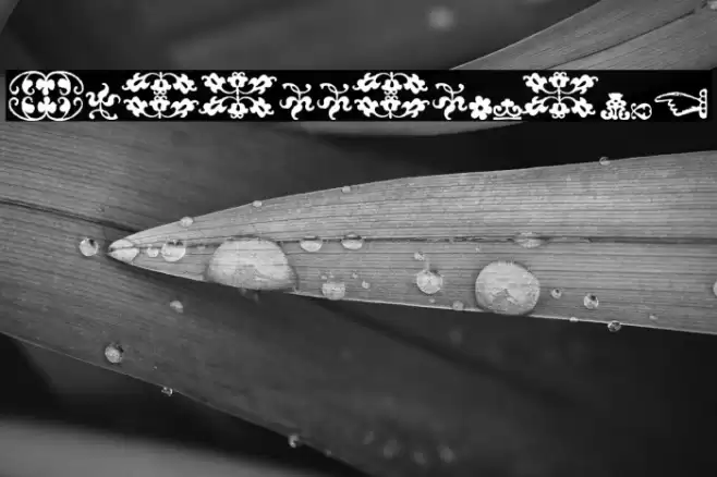 IM_FELL_FLOWERS_2 Font examples