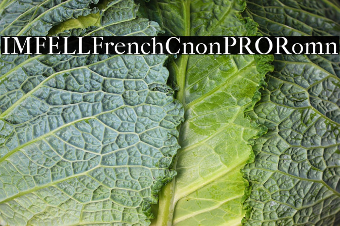 IM_FELL_French_Canon_PRO_Roman Example 3