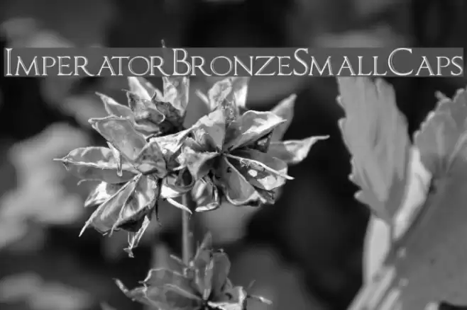 ImperatorBronzeSmallCaps Polices examples