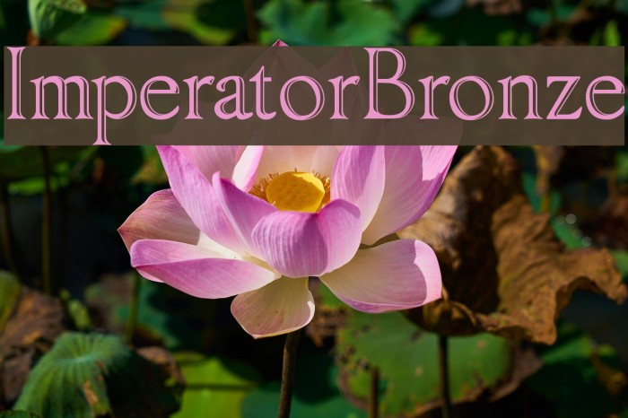 ImperatorBronze Font examples