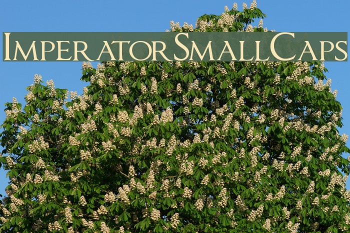 ImperatorSmallCaps Font examples