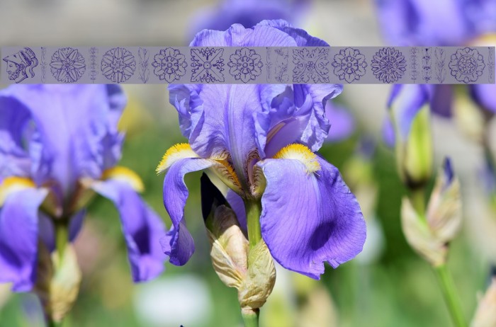 ImperioRomano Medium Example 1