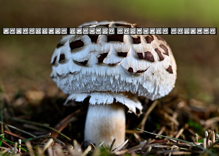 Impression Vintage Negative Regular Example 1