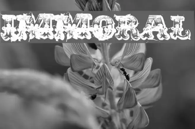 immoral Font examples