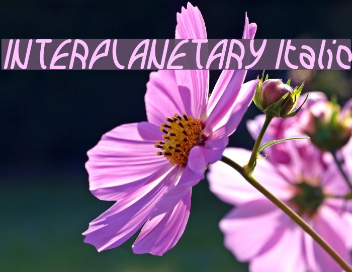 INTERPLANETARY Italic Font examples