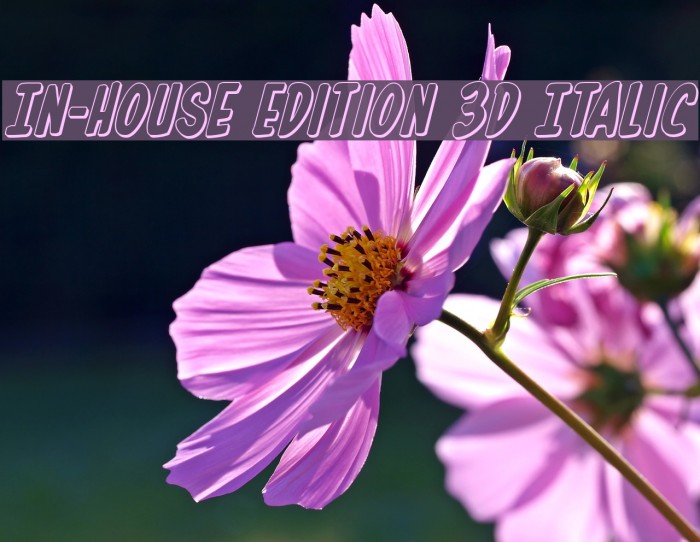 In-House Edition 3D Italic Font examples