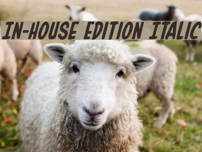 In-House Edition Italic Font examples