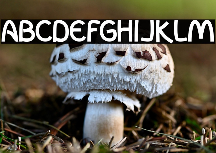 InColhua Bold Example 3