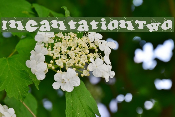 IncantationTwo Font examples