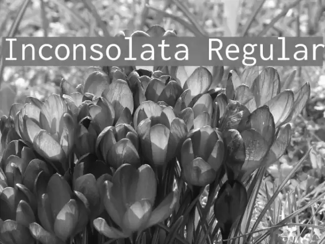 Inconsolata Regular Font examples