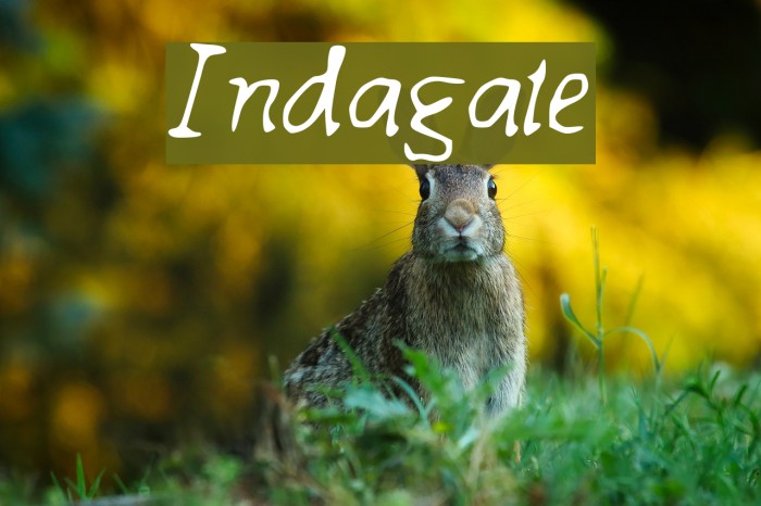 Indagate Font examples
