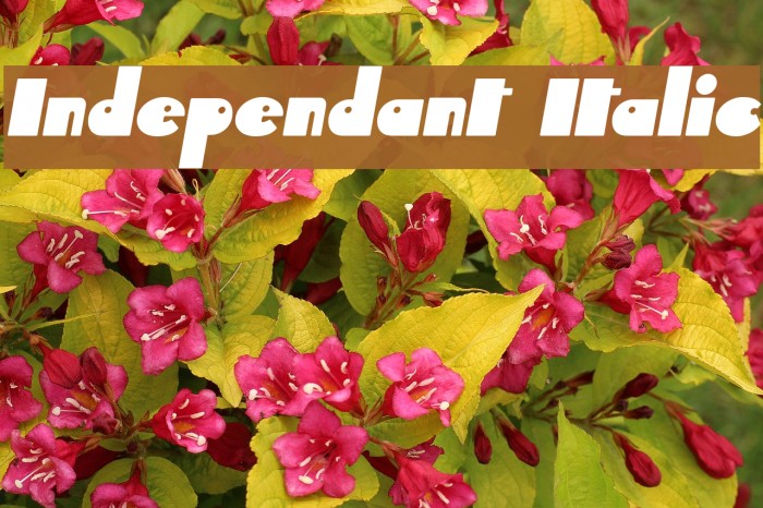 Independant Italic फ़ॉन्ट examples