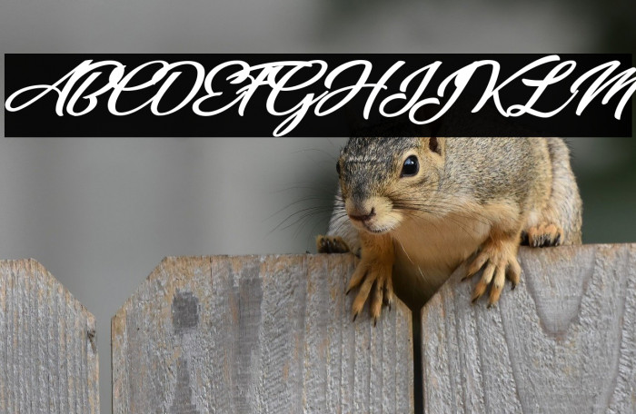 Indian Personal Use Example 2